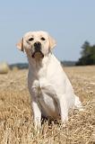 LABRADOR 004